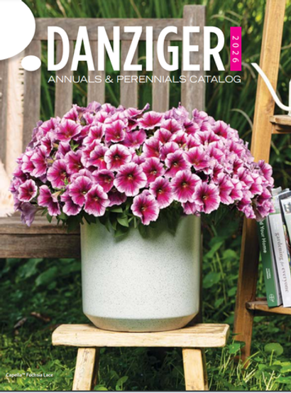 Danziger Укорененные ЕВРО черенки ноябрь