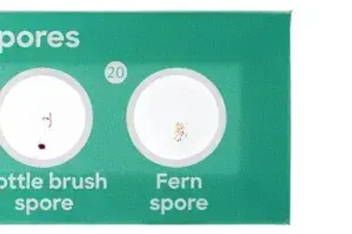 Набор микропрепаратов Levenhuk Discovery «Флора и фауна», 24 шт.