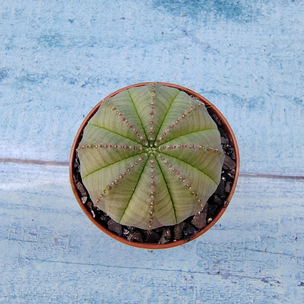 Euphoria Obesa (Эуфорбия)