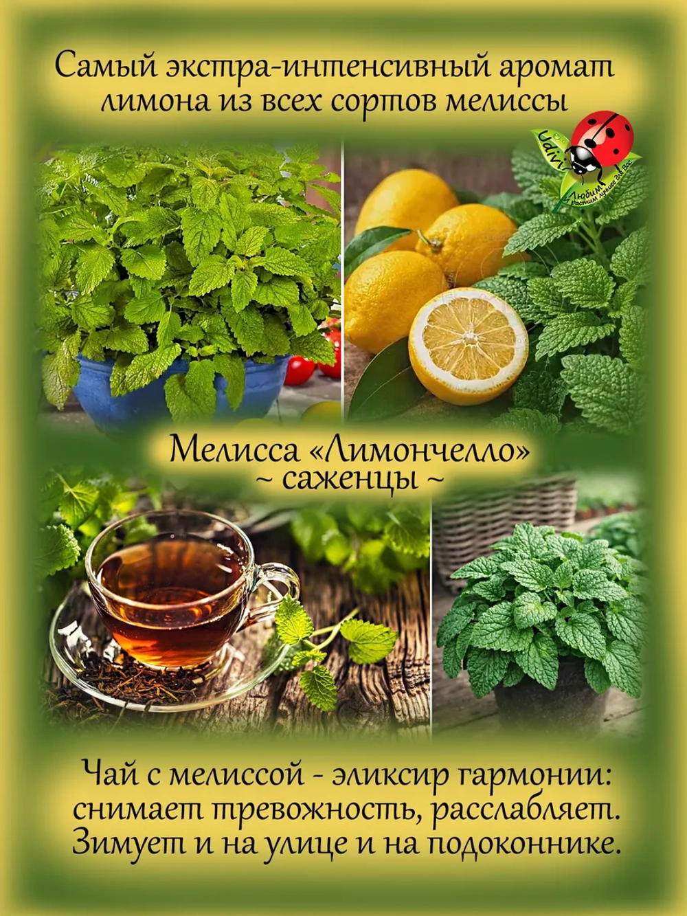 Мелисса Лимончелло экстра интенсивная