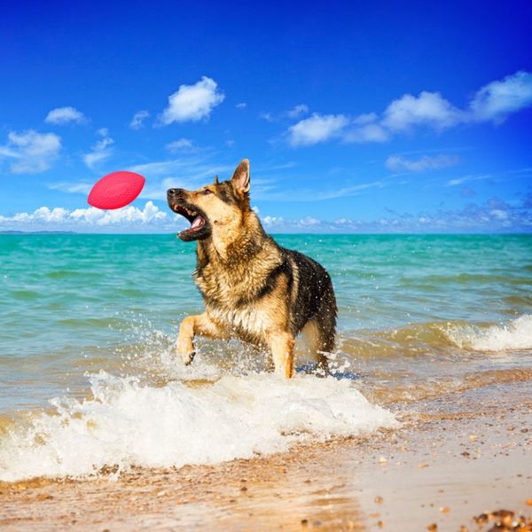 Игровой мяч-регби PitchDog SPORTBALL для апортировки 9 см, розовый