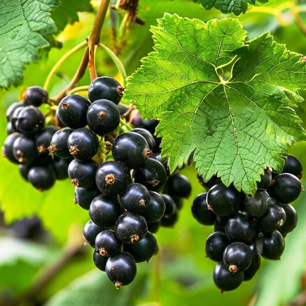 Смородина Бен Невис черная