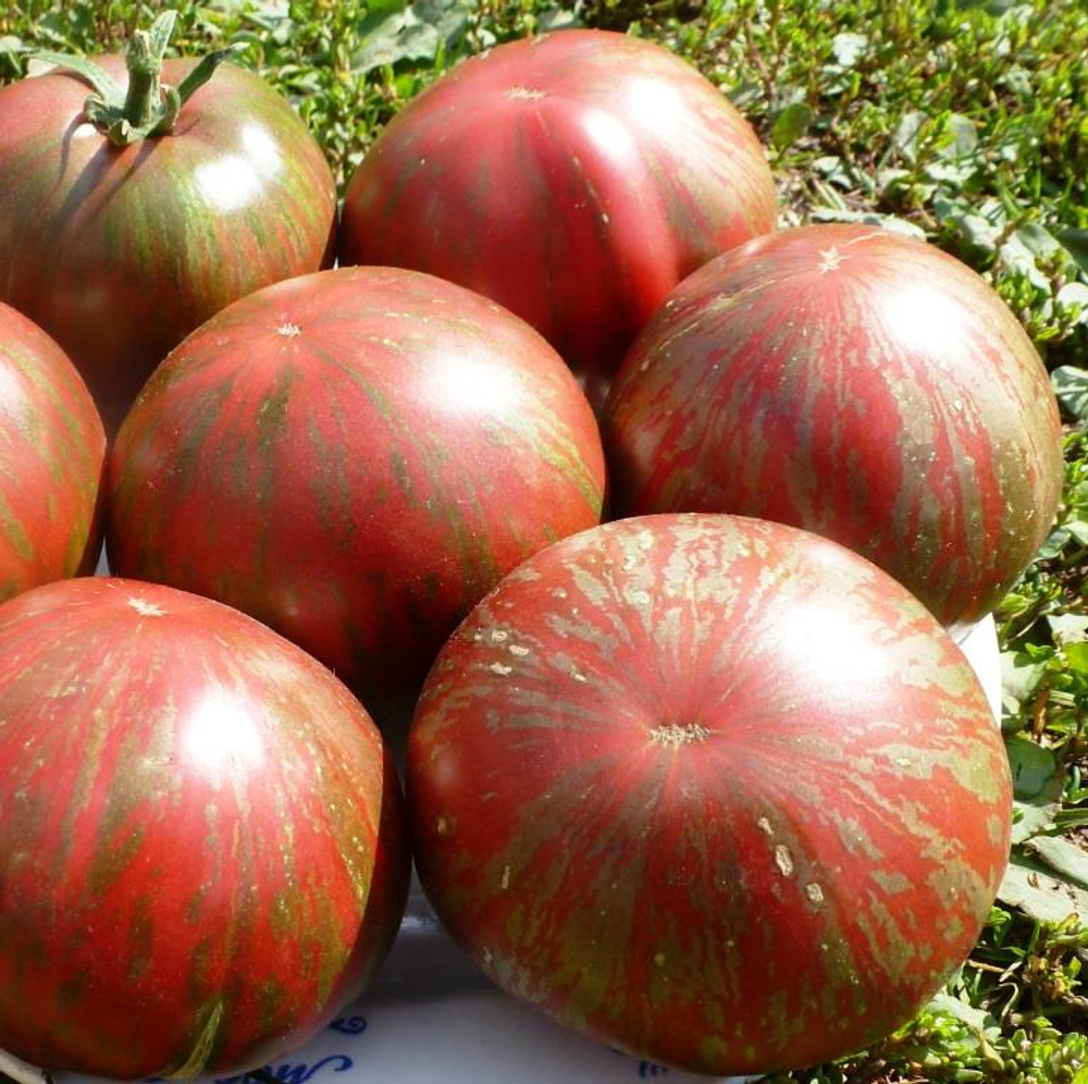 Помидоры - Pink Berkeley Tie-Dye - В стиле Тай-Дай