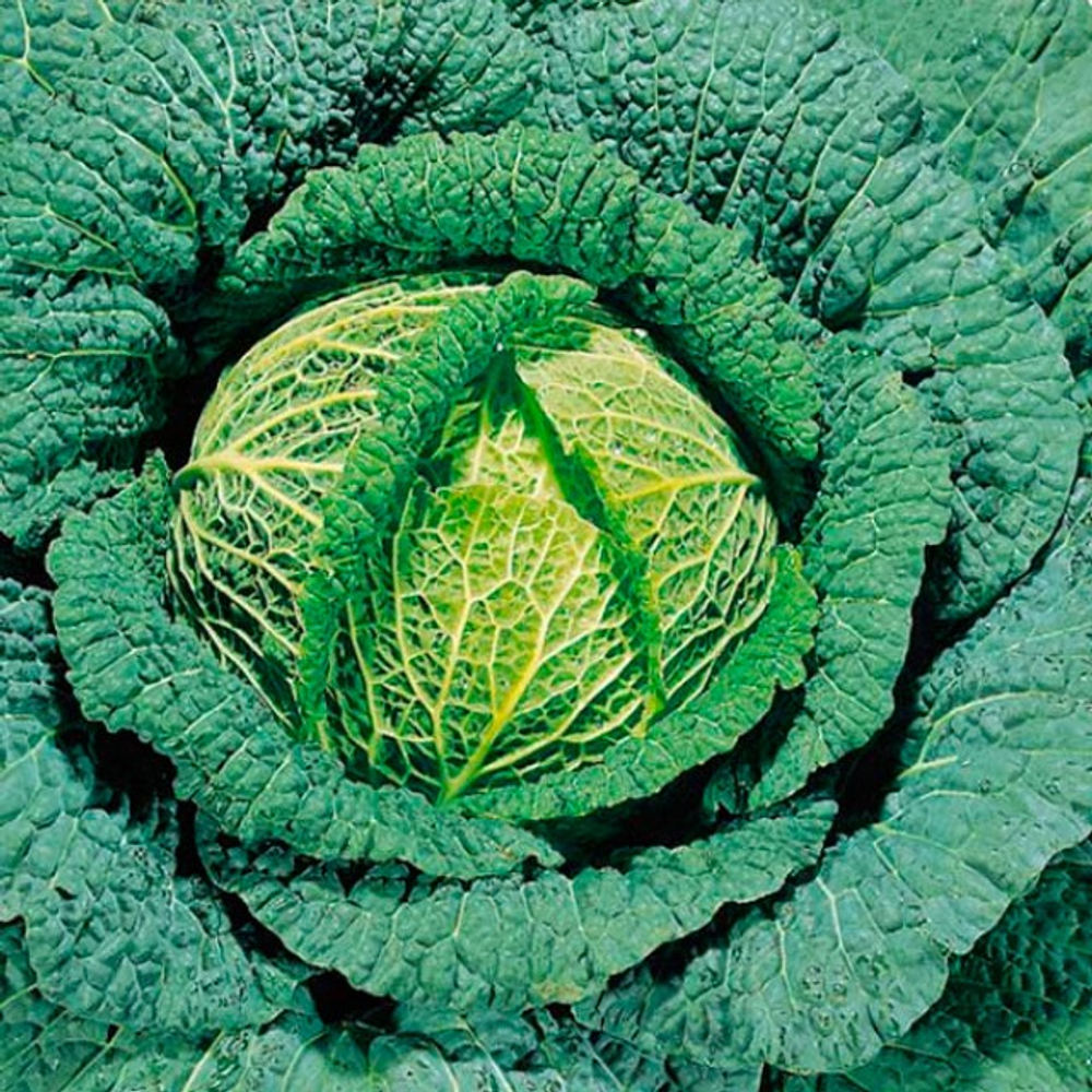 Капуста савойская Морама F1
