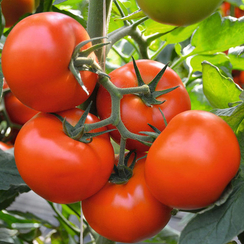 Флетчер F1 семена томата детерминантного (Bejo / Бейо)