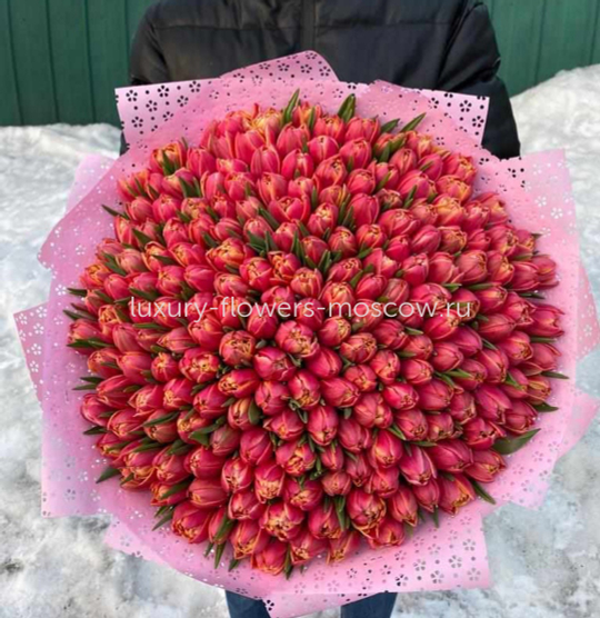 201 пионовдный тюльпан двухцветный