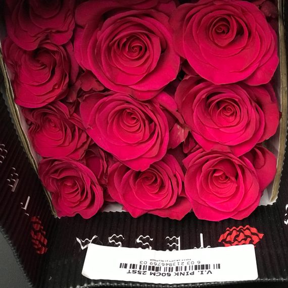 Роза сорт V. I. Pink оптом