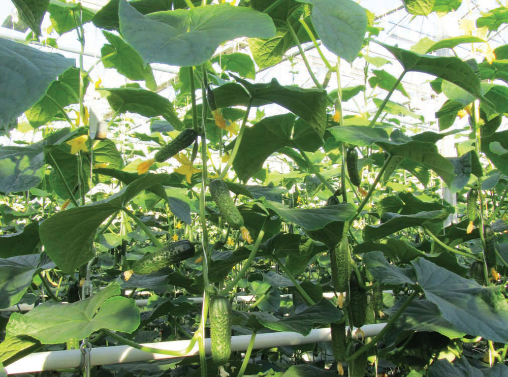 Огурец Ленара F1 7шт ВитаГрин ЭКСТРА