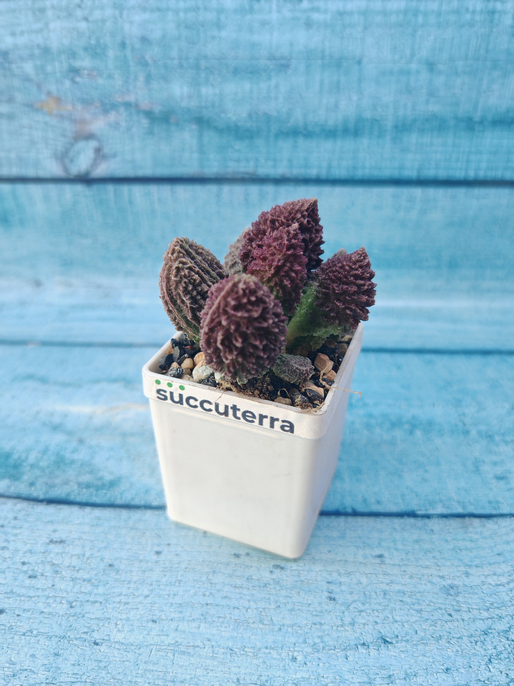 Adromischus Marianae Red Coral (Адромискус)