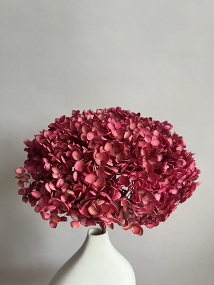 Гортензия стабилизированная вишневая