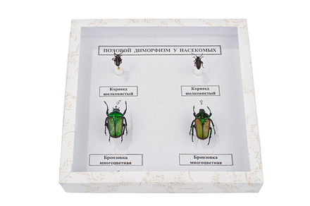 Коллекция энтомологическая "Половой диморфизм"