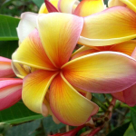 Плюмерия MUI RAINBOW