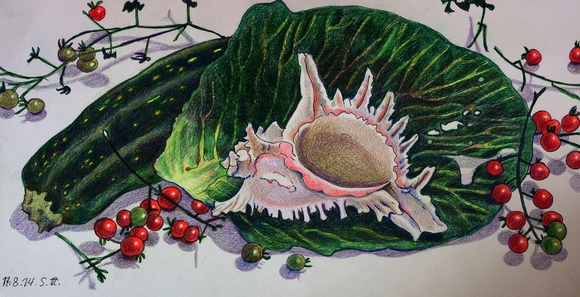 Репродукция на фотобумаге "Раковина и цуккини"