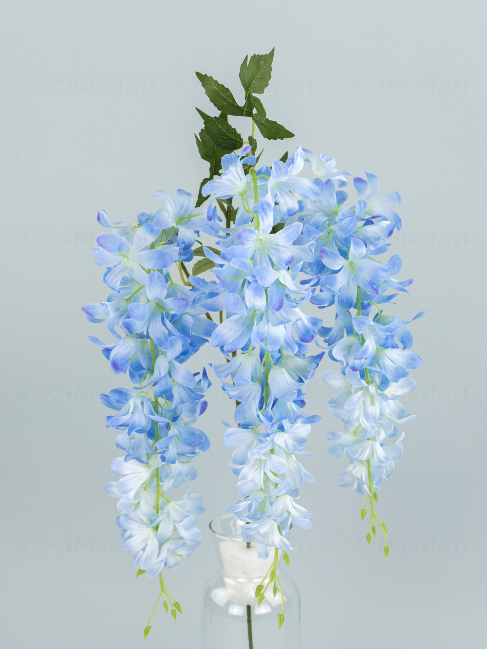 Глициния ампельная Маркиза