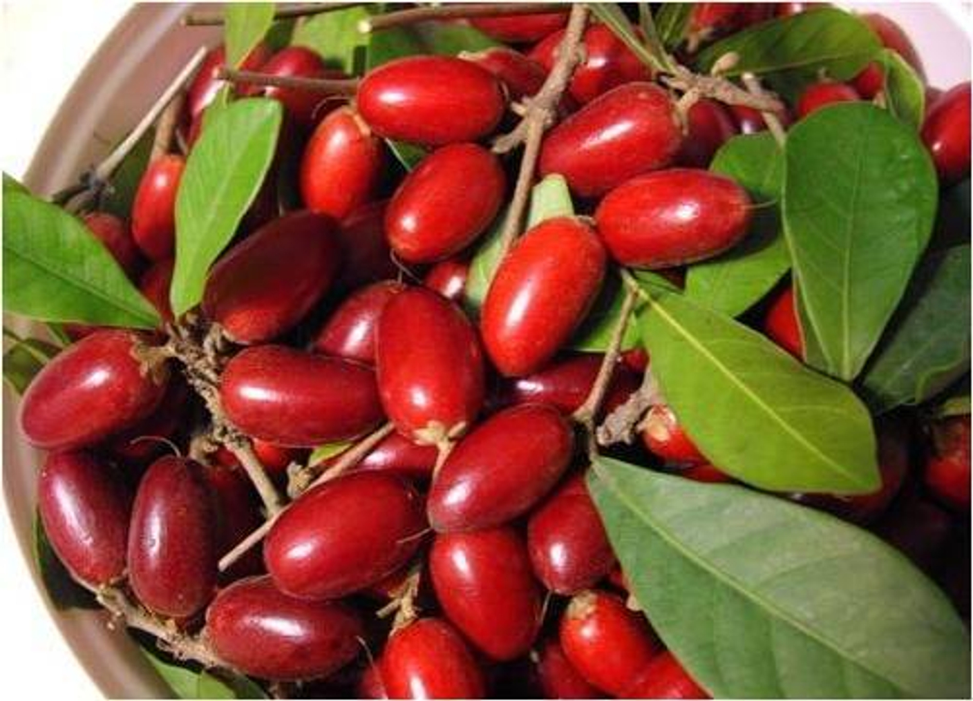 ВОЛШЕБНАЯ ЯГОДА