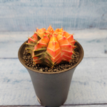Gymnocalycium Variegata (Гимнокалициум Вариегатный)