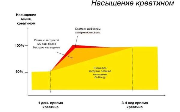 Когда лучше принимать креатин: до тренировки, после или в любое время