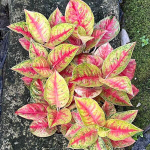 Аглаонема MAHA SEDTHEE