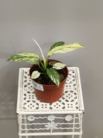 Спатифиллум Сенсация Вариегатная