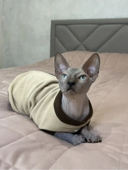 Одежда свитер для сфинксов