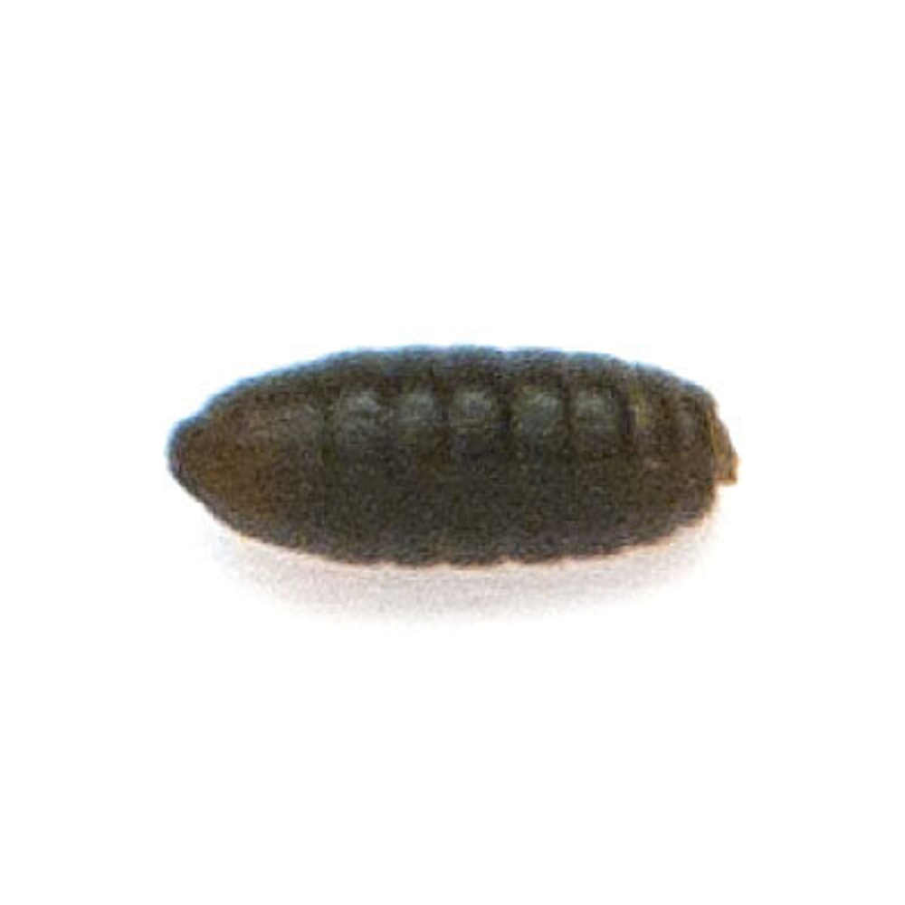 Куколка Akara A0,4 10 мм olive (40 шт.)