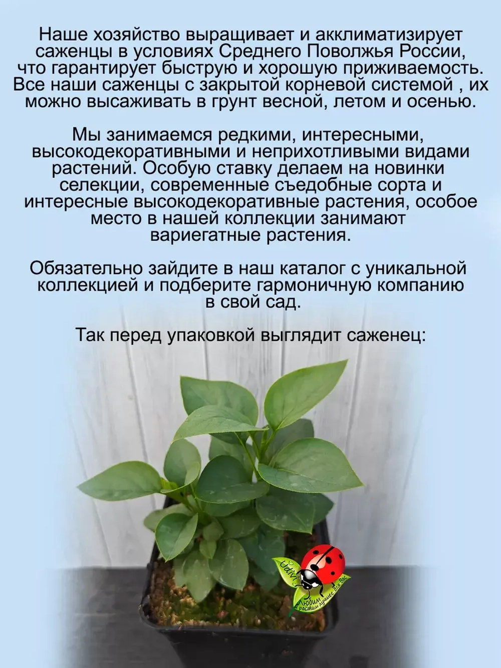 Сирень Примроуз жёлтая