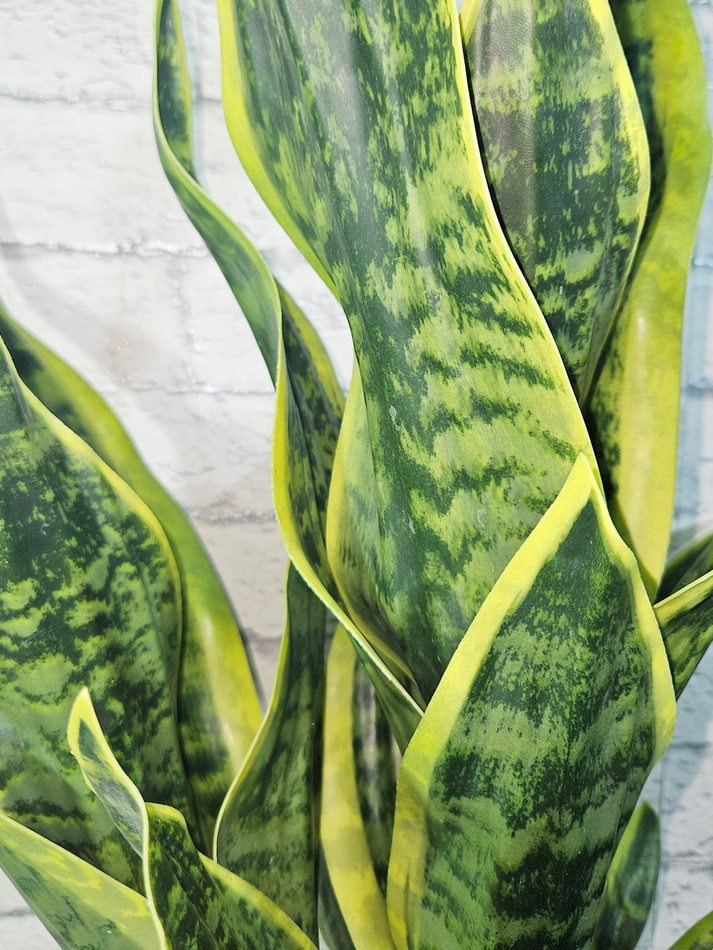 Щучий хвост Дракон зеленый в кашпо