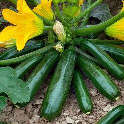 кабачок Диамант F1