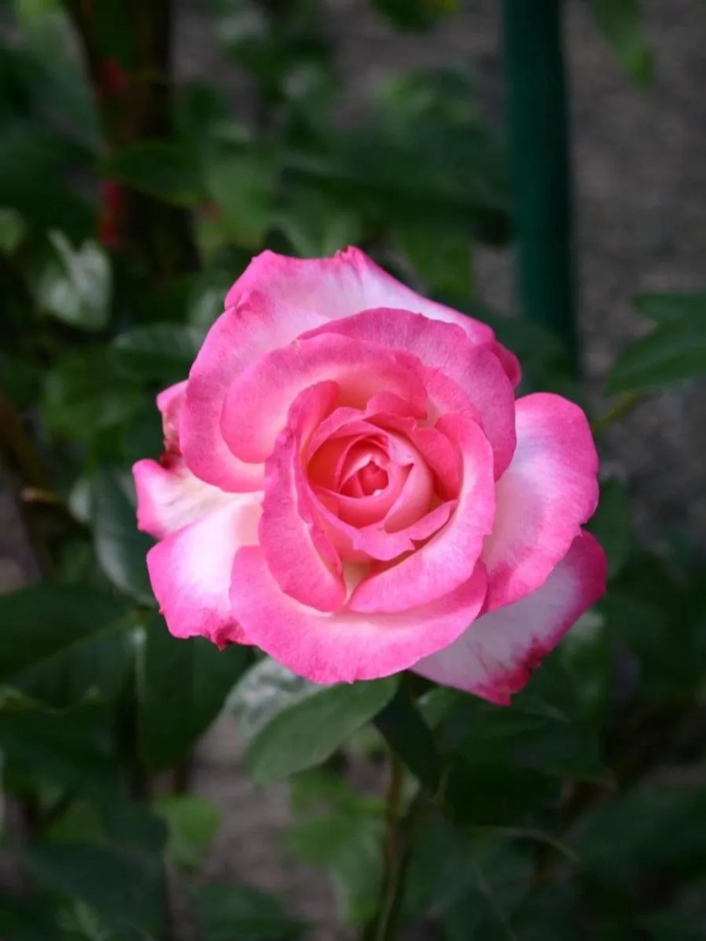 Роза плетистая Арлекин