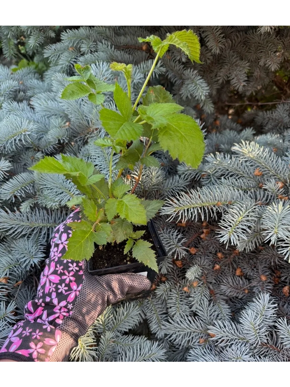 Ежевика "НАТЧЕЗ"