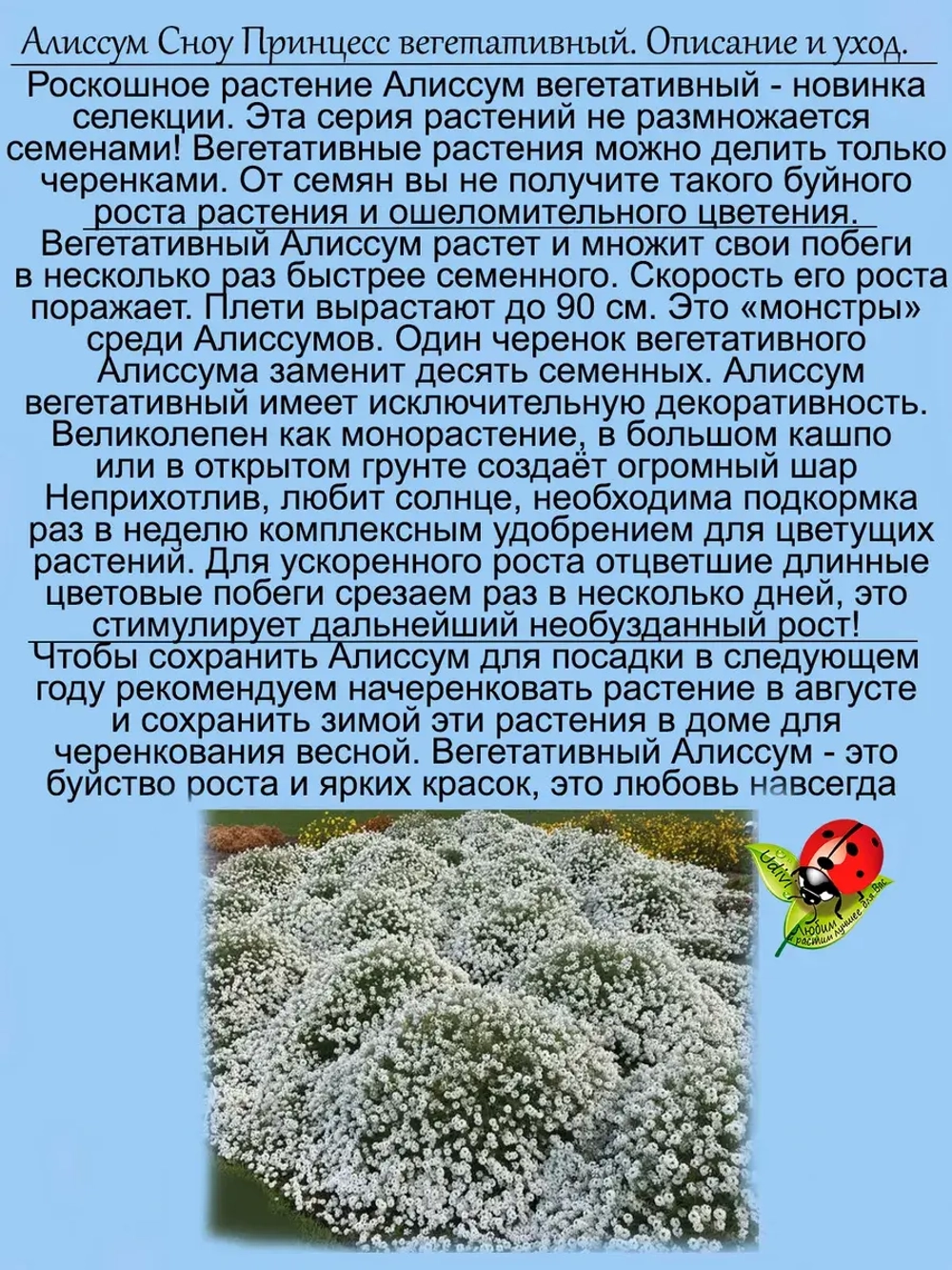 Алиссум Сноу Принцесс 2 вегетативный