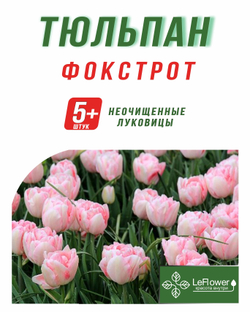 Тюльпан Луковица, Фокстрот, 5+ шт