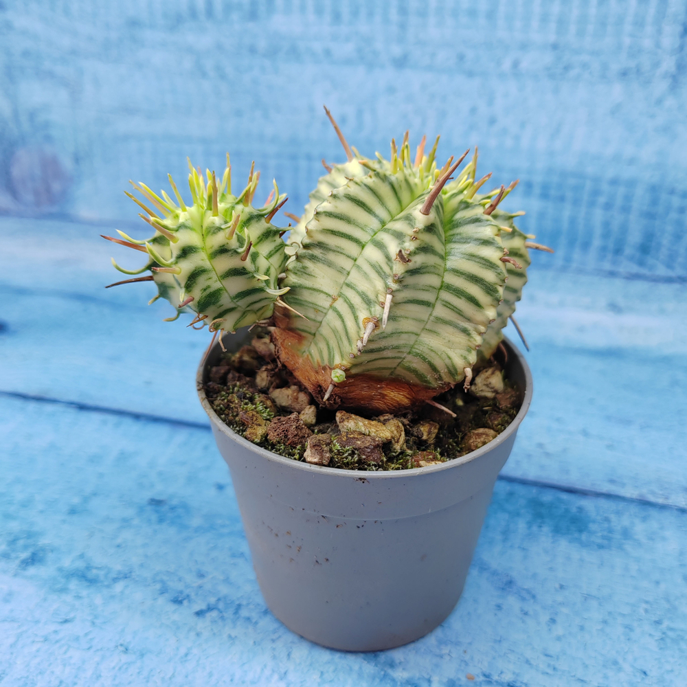 Euphorbia meloformis f. Variegated (Эуфорбия вариегатная)