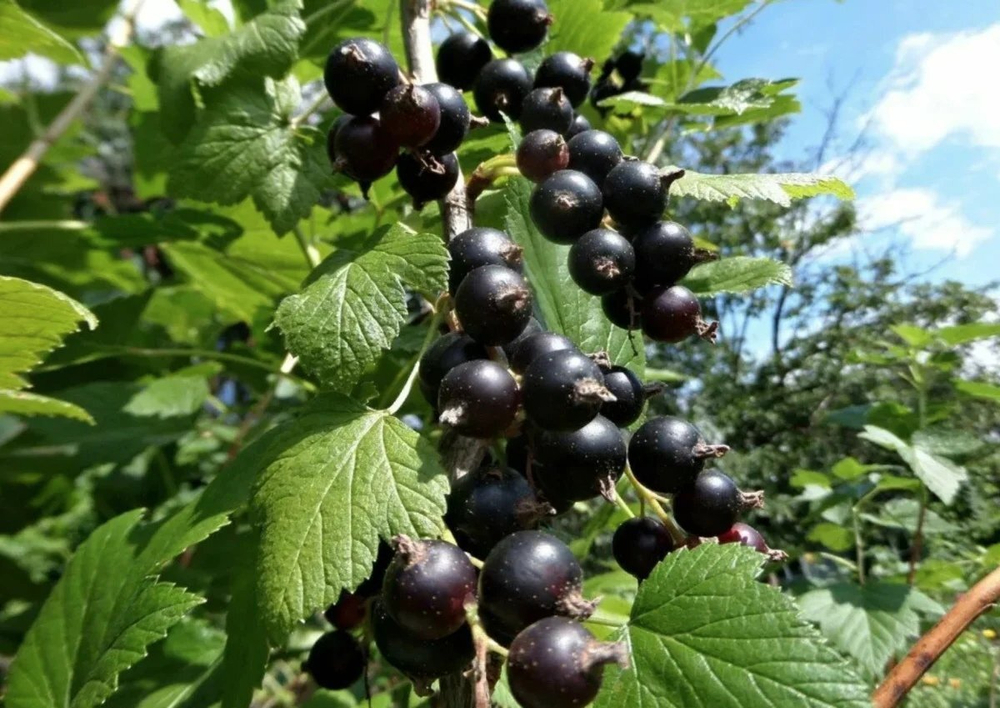 Саженцы смородины черной Радость