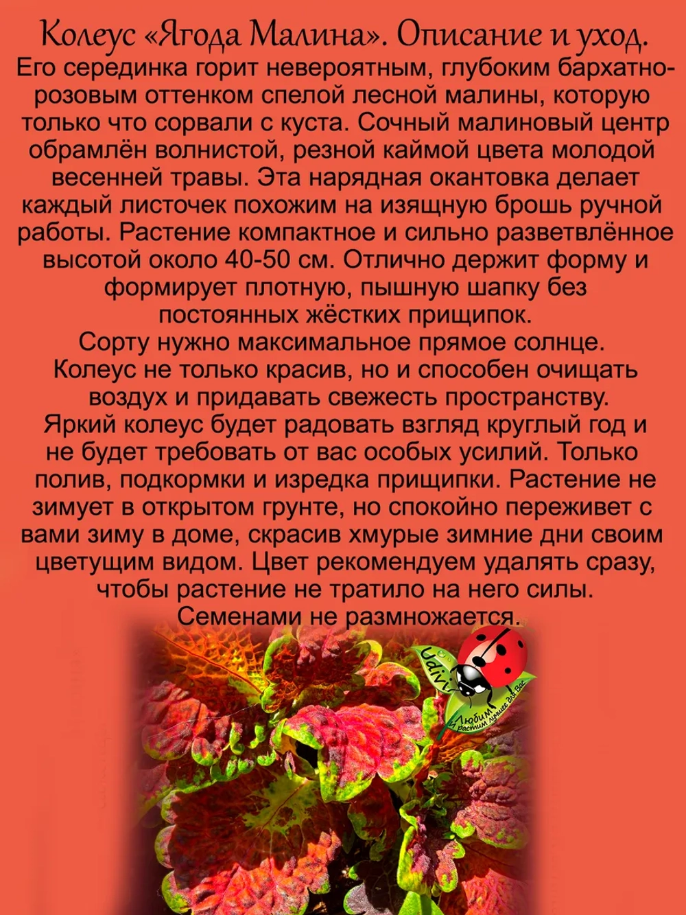 Колеус Ягода Малина вегетативный