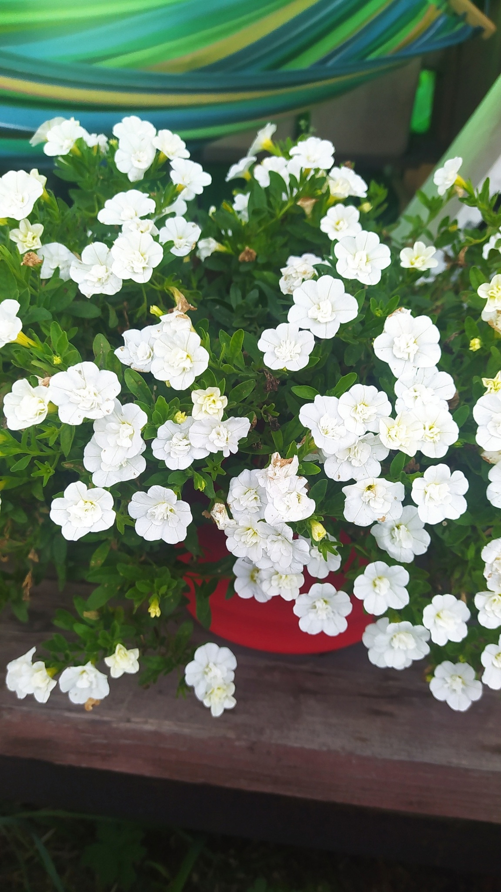 К11 Калибрахоа Aloha double white
