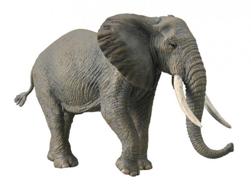 Слон африканский, XL