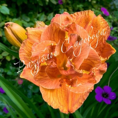 Лилейник гибридный Даблишес