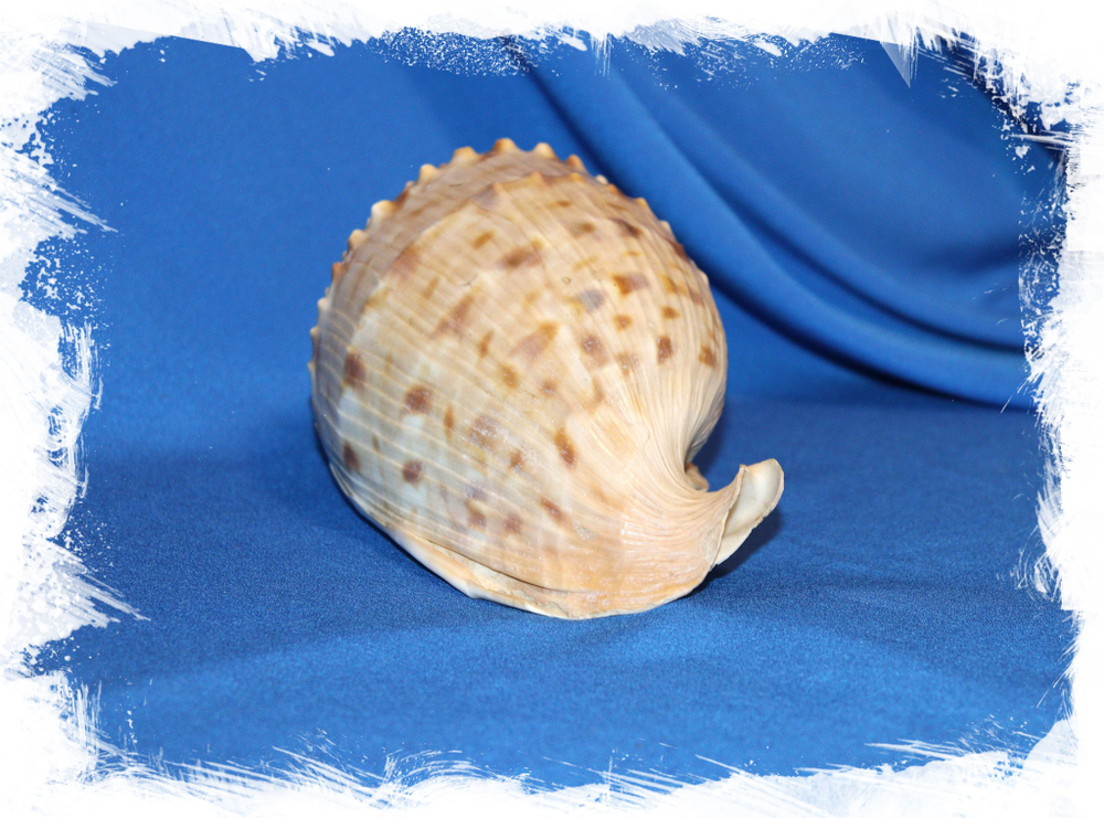 Кассис тесселлата сифон