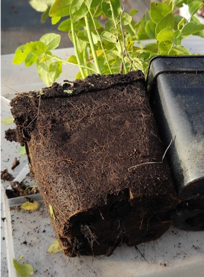 Голубика Блюголд