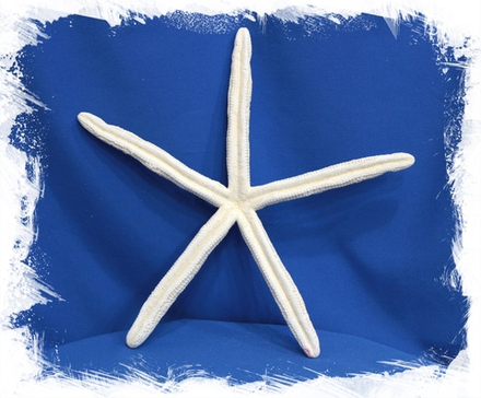 Морская Звезда Фингер 20-27 см