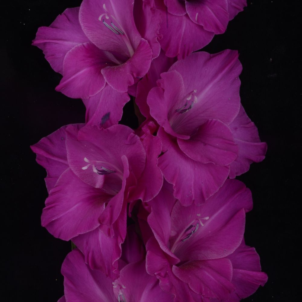 Гладиолус крупноцветковый Неон