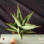 Сансевиерия ROCKMAN