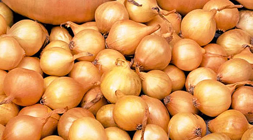 ЛУК ШТУРГАРТЕР крупный