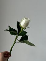 Роза белая (60 см) АКЦИЯ