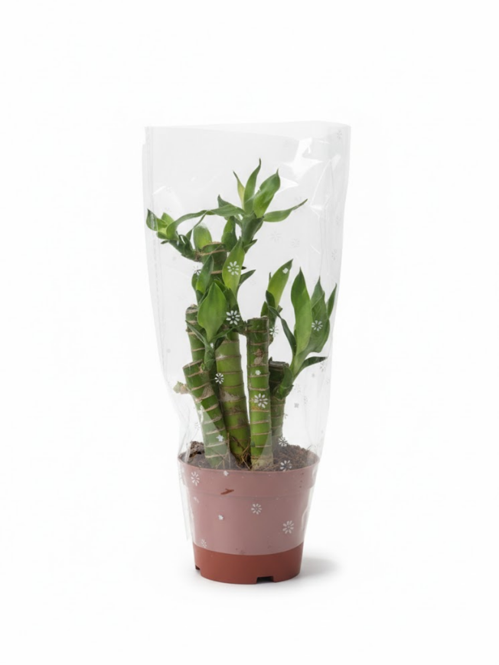 Драцена сандера Bamboo Lotus д.9