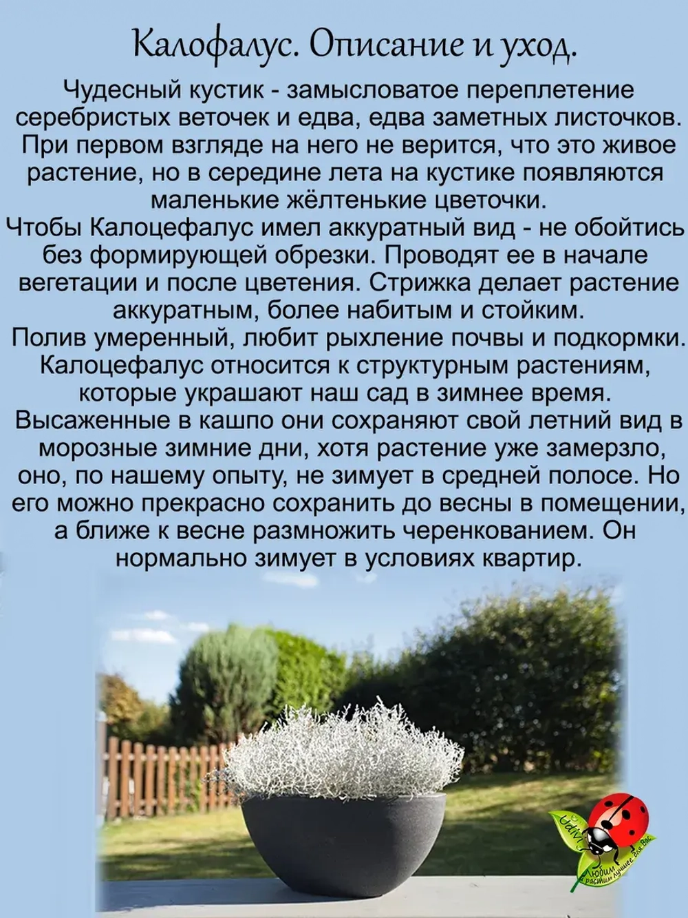 Калоцефалус Селекта