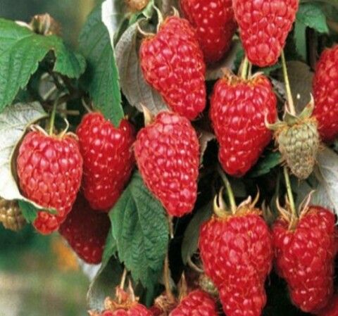 Малина ремонтантная Херитейдж