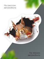 Наклейка автомобильная Белка выглядывает на белом фоне