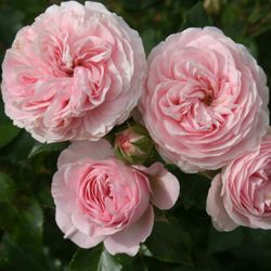 Лариса (Larissa)